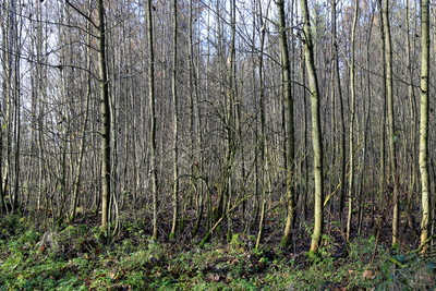 Herbstwald 11