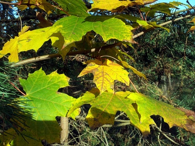 Leuchtende Herbstblätter