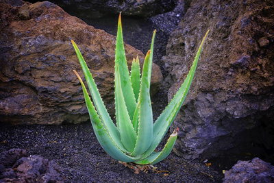 Aloe Pflange