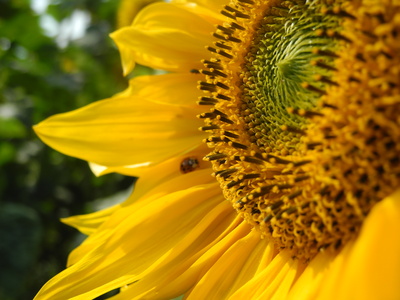 Sonnenblume Sunflower