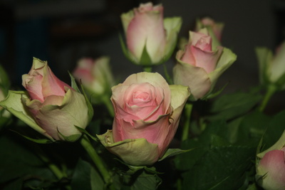 Schöne Rosen