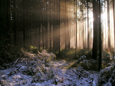 Winterwald