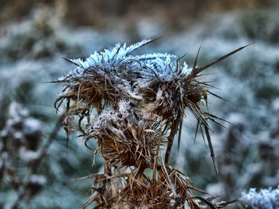 Distel im Winter