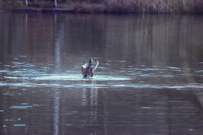 Wenn Enten baden ...