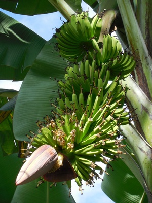 Kuba - Bananen
