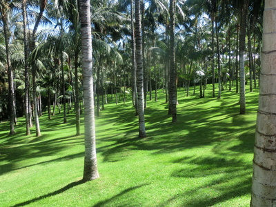 Palmenwiese