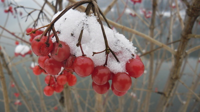 Früchte vom gemeinen Schneeball