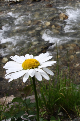 Alpen Wucherblume