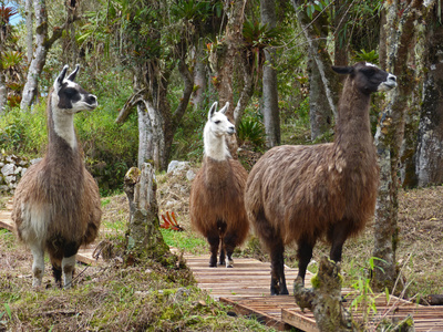 Lamas in Kuelap