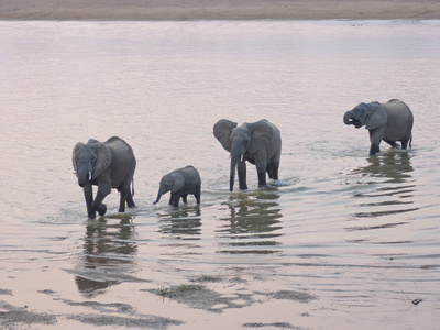 querende Elefanten