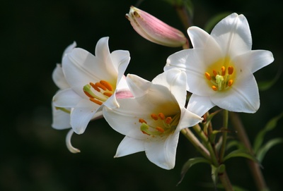 sommerblüten