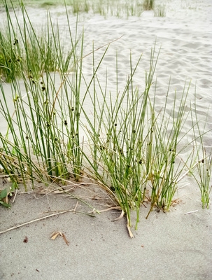 Gräser im Sand