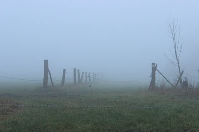 Wiesen im Nebel