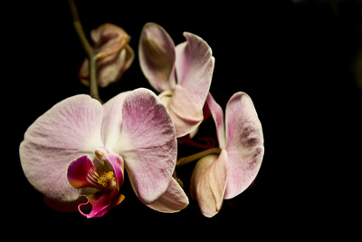 orchidee vor schwarz