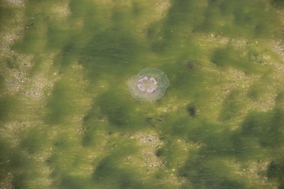 Qualle und Algen
