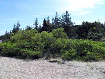 Bäume und Büsche hinterm Strand