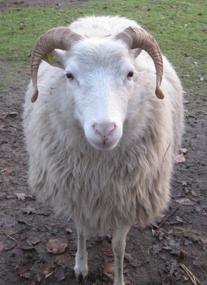 Gehörntes Schaf