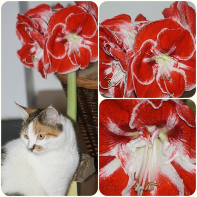 Romy und die rote Blume