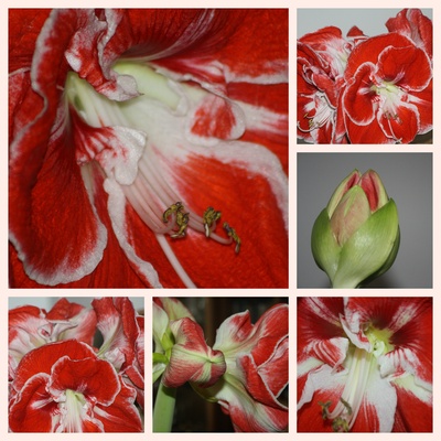 Amaryllis-Collage