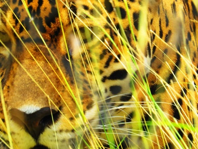 Jaguar auf Augenhöhe