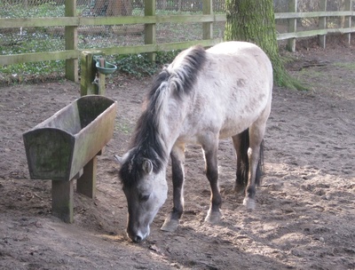 Tarpan, rückgezüchtetes Wildpferd