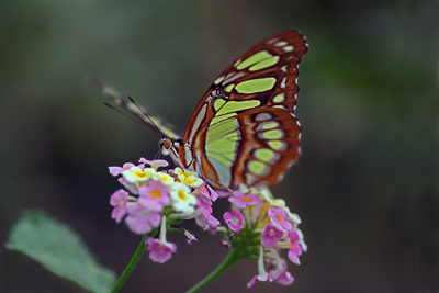 Butterfly I