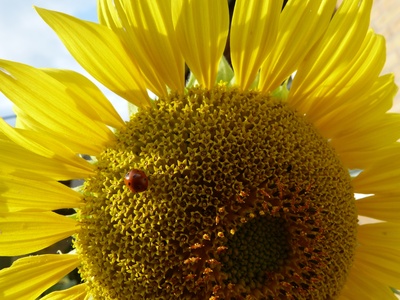 Sonnenblume im Glück
