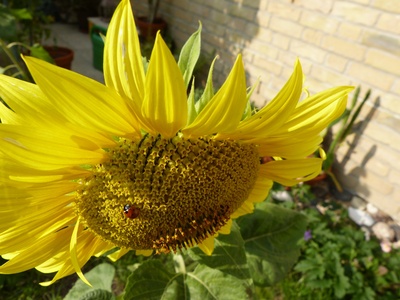 Marienkäfer auf Sonnenblume