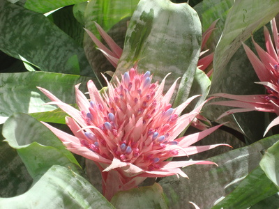 Bromelien rosa