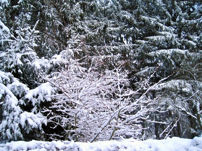 Winter-Wunder-Wald