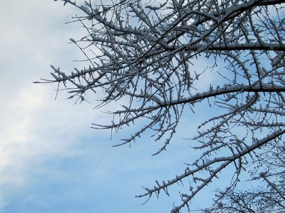 viel Schnee auf den Zweigen