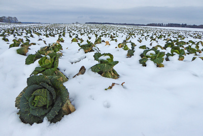 Wirsing-Feld im Schnee versunken