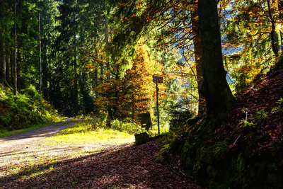 Wanderweg am Ellbachsee (Herbst)