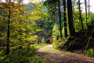 Herbstwanderung im Schwarzwald (Ellbachsee)