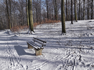 Winter in der Dresdner Heide