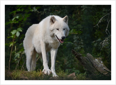Der weiße Wolf