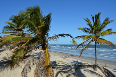 Palmen am Strand von Nord-Ost-Brasilien