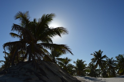 Kokospalmen im Gegenlicht am Sandstrand
