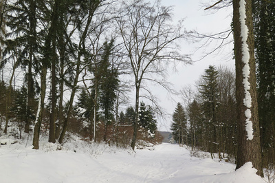 Frische Luft im Winterwald