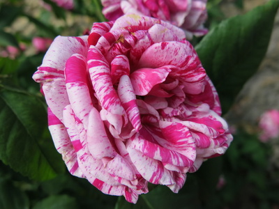 Rose pink-weiss