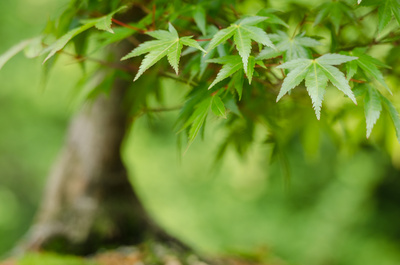 Fächerahorn (Acer palmatum) als Bonsai Baum