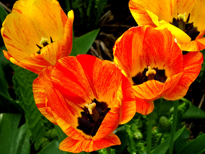 Große Orange-rote Tulpen