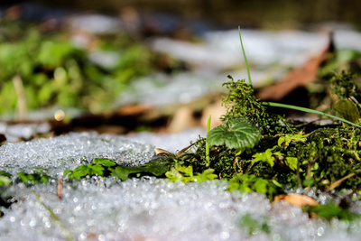 Moos im Schnee