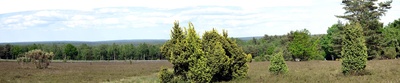 Panorama - Lüneburger Heide
