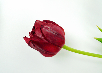 Tulpen - Rot ....