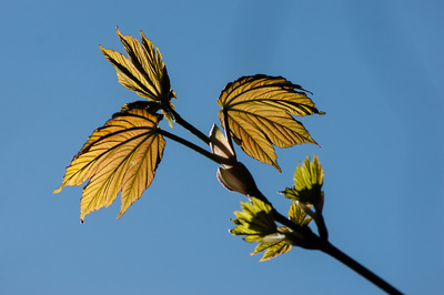 Natur erwacht Natur erwacht