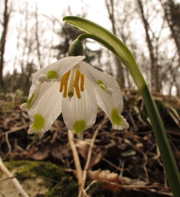 Märzenbecherblüte