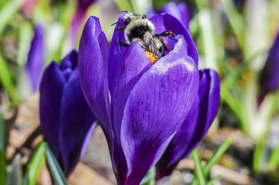 Krokuss mit Besucher