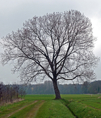 Einsamer Baum im Vorfrühling
