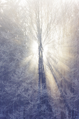 Sonnenbaum - Through The Ice